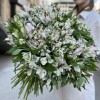 101 бело-фиолетовая альстромерия